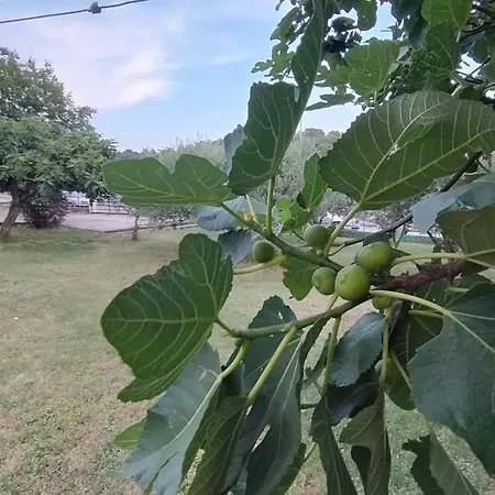 Forest Queen Apartamento
