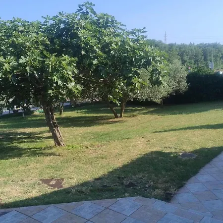 Forest Queen * بولا